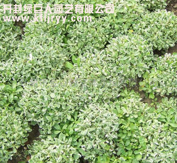 五色草 五色草种苗 五色草基地 白草.jpg