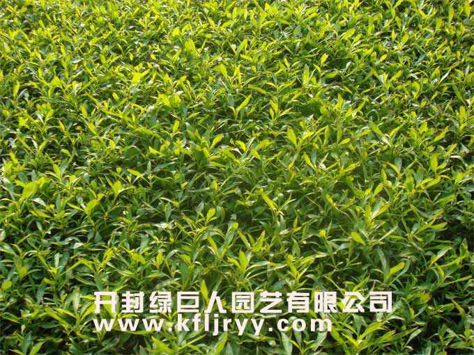 黄草.jpg