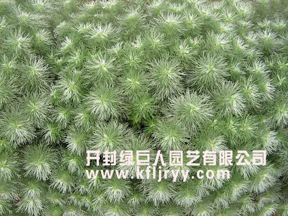 朝雾草 五色草 五色草种苗 五色草基地.jpg