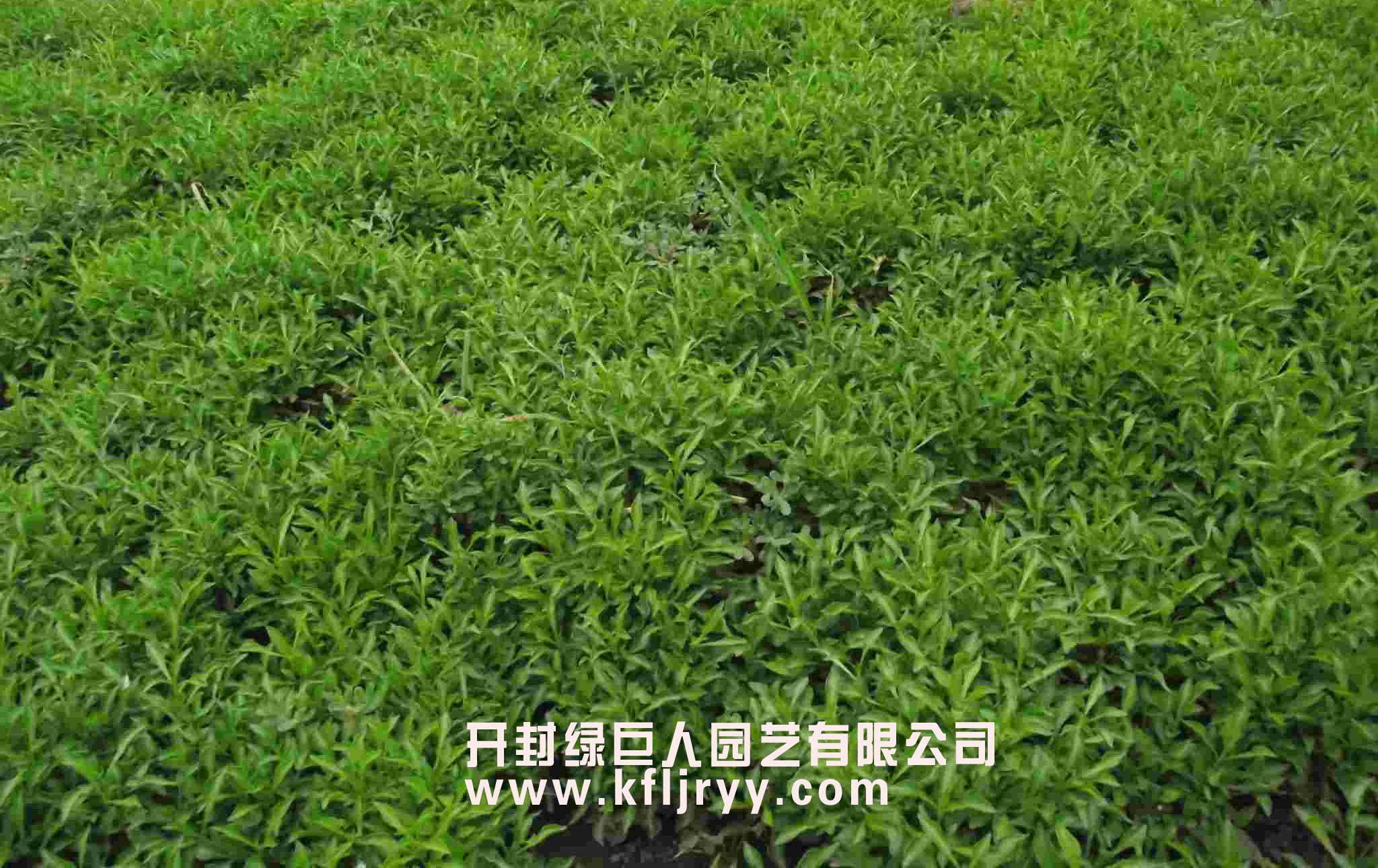 小叶绿 五色草 五色草种苗 五色草基地.jpg