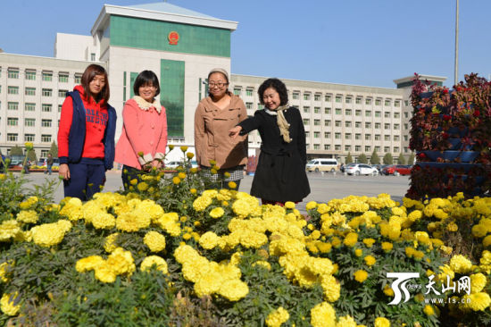 新疆：50多万株秋菊扮美库尔勒