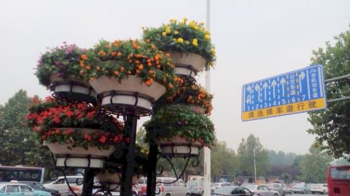国庆节前鲜花盆栽扮靓泉城