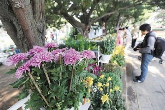 辽宁：大连今起可到劳动公园赏菊花品小吃