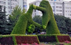 五色草造型 聚焦