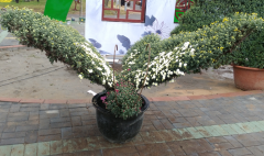 艺菊造型 蝴蝶