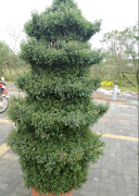 艺菊造型 宝塔