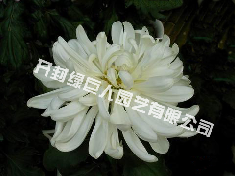 白匙荷.jpg