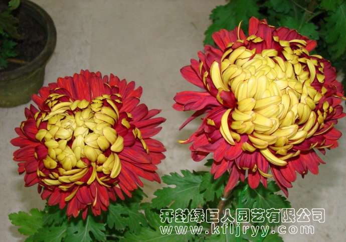 金背红.jpg