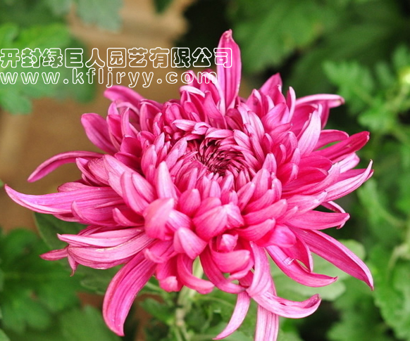 骏河的舞.jpg