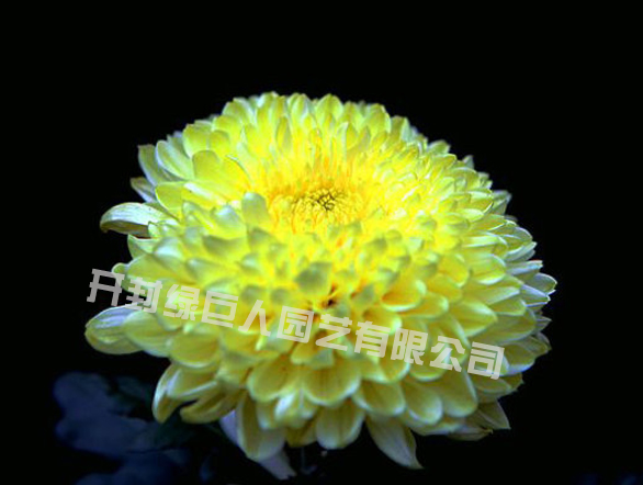 山城之光.jpg