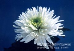 品种菊 日本绿野