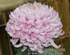 品种菊 霜满天