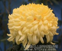 品种菊 唐宇金秋