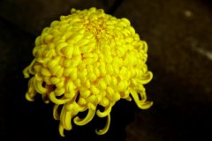 品种菊 天女神秘